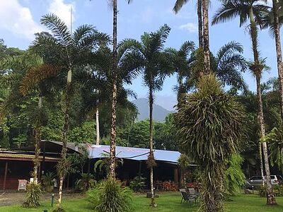 Daintree Siesta